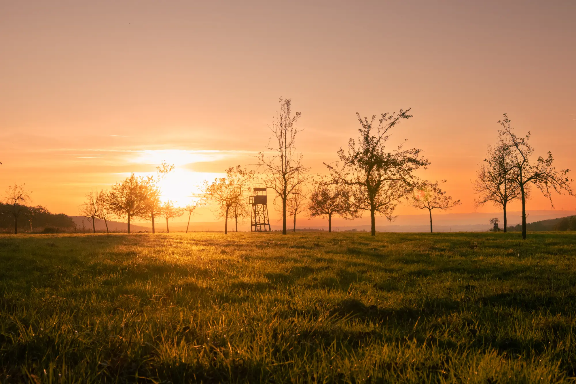 Wiese mit Obstbäumen und einem Hochsitz im Hunsrück bei Sonnenuntergang.