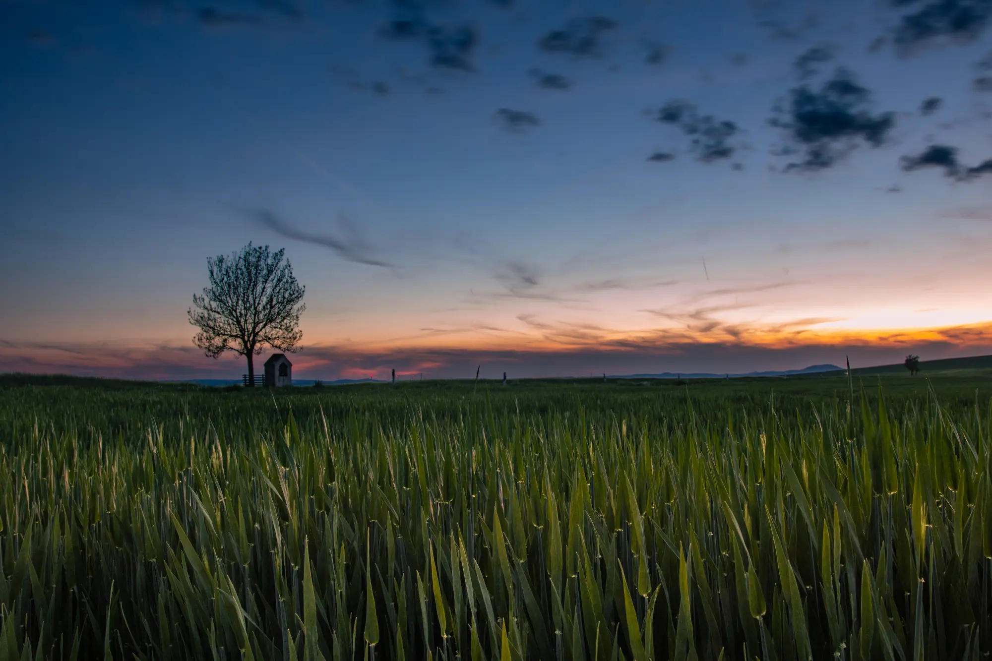 Weite grüne Wiesen des Maifelds mit einem einzelnen Baum und einer Kapelle im sanften Dämmerlicht des Abends.