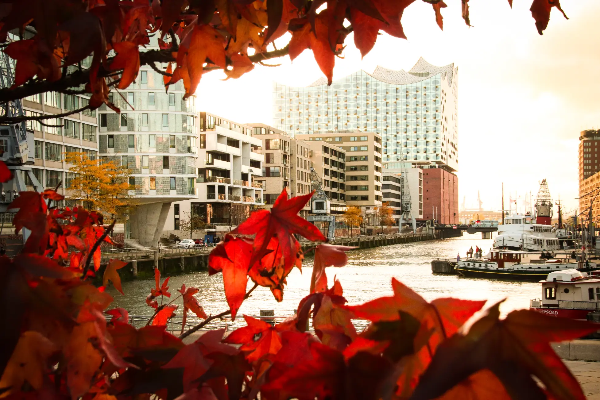 Elbphilharmonie in Hamburg, eingerahmt von leuchtend roten Herbstblättern, mit Hafenbecken und Schiffen im Vordergrund.