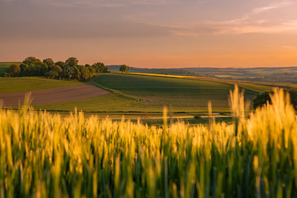 Weite, sanfte Hügellandschaft des Maifelds im Frühling mit Getreidefeld im Vordergrund bei Sonnenuntergang.