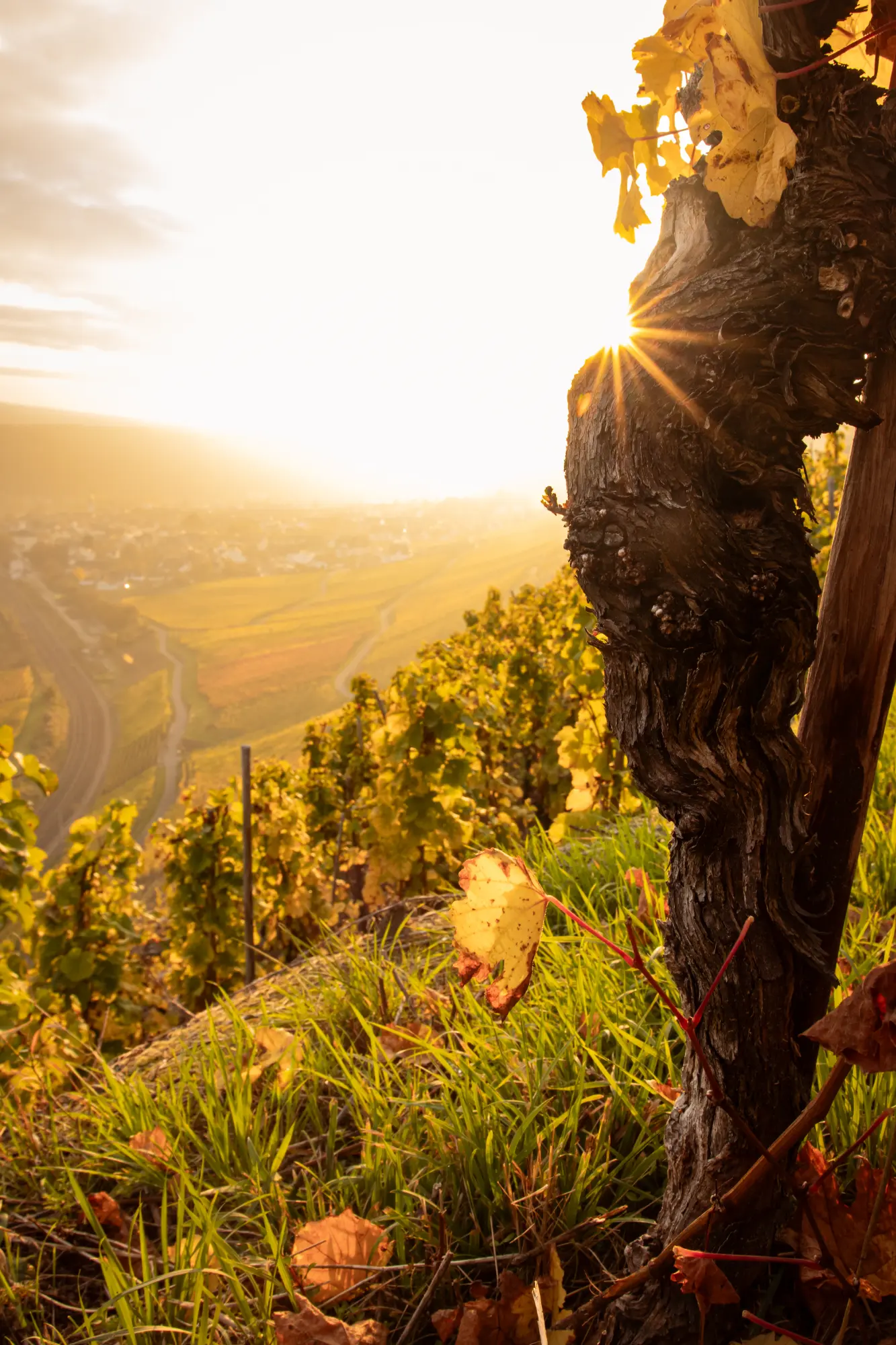 Nahaufnahme eines knorrigen, alten Weinstocks im goldenen Sonnenuntergang auf einem steilen Weinberg mit Blick auf Winningen.