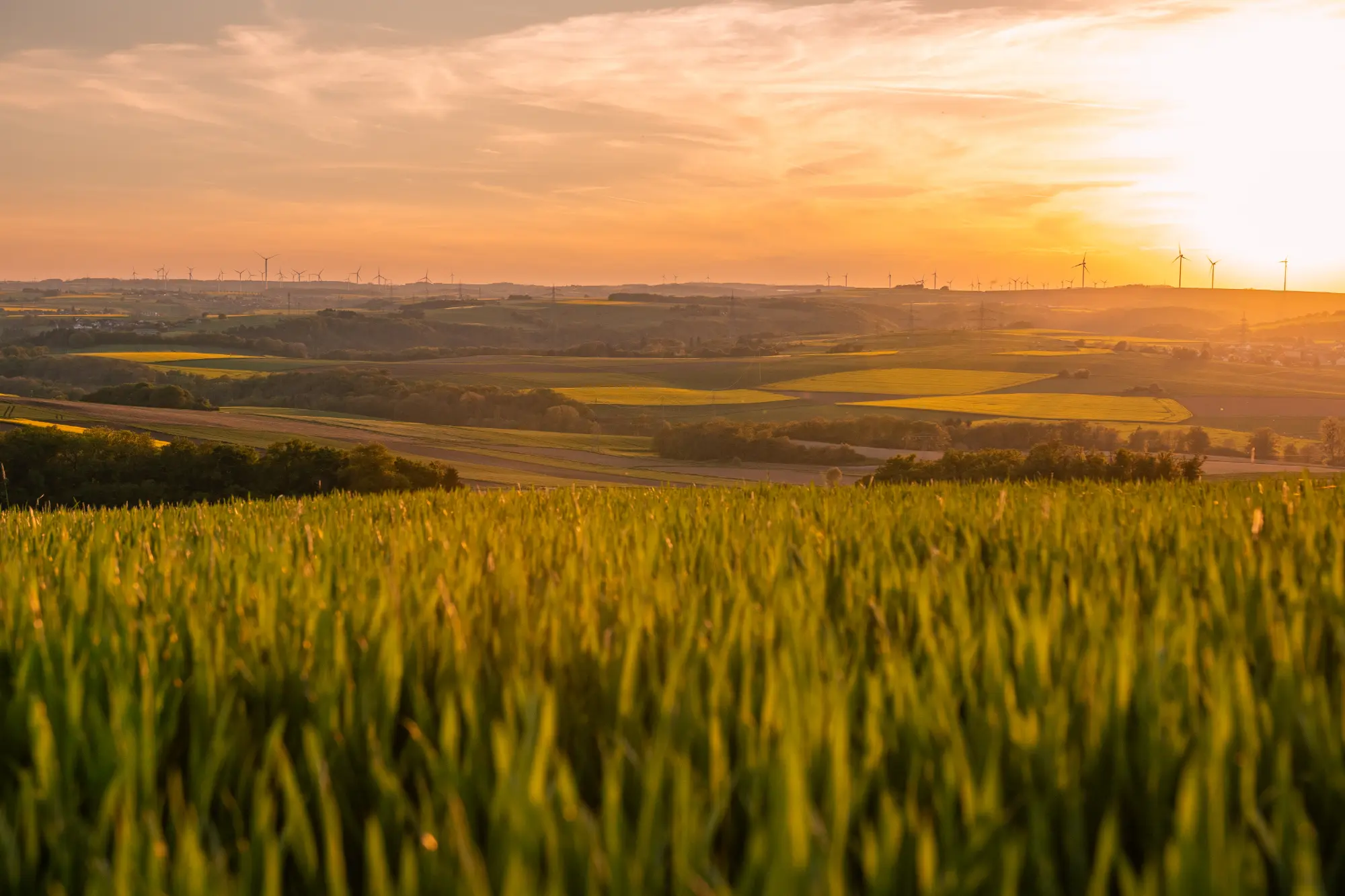 Weitläufige grüne und gelbe Felder (Raps) der Region Maifeld bei Koblenz im Frühsommer bei Sonnenuntergang, mit zahlreichen Windrädern am Horizont.