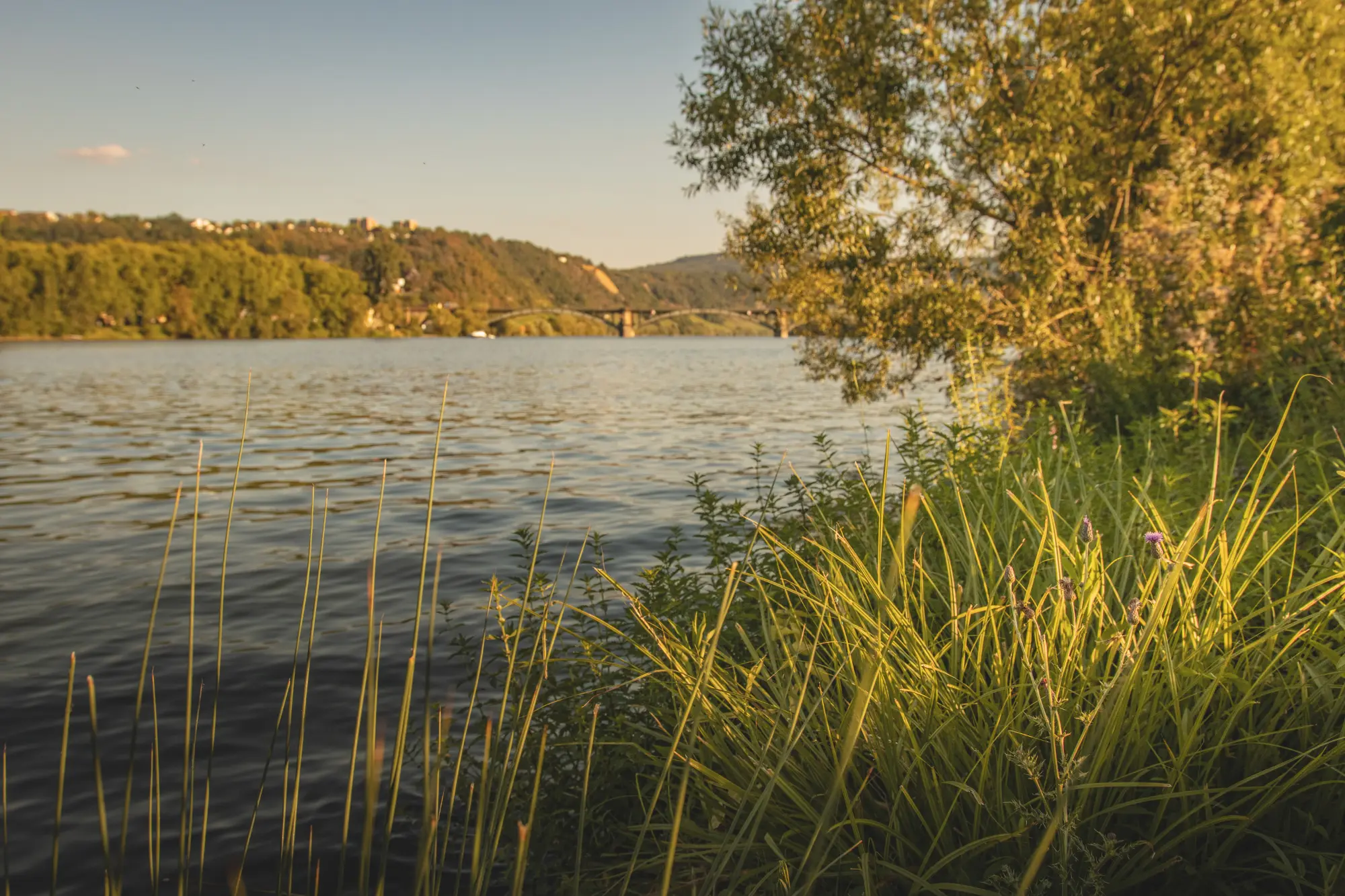 Ruhige Aufnahme des Moselufers bei Koblenz-Güls am Abend. Gräser wachsen am Ufer, und im Hintergrund ist eine Eisenbahnbrücke (oder Straßenbrücke) zu sehen.
