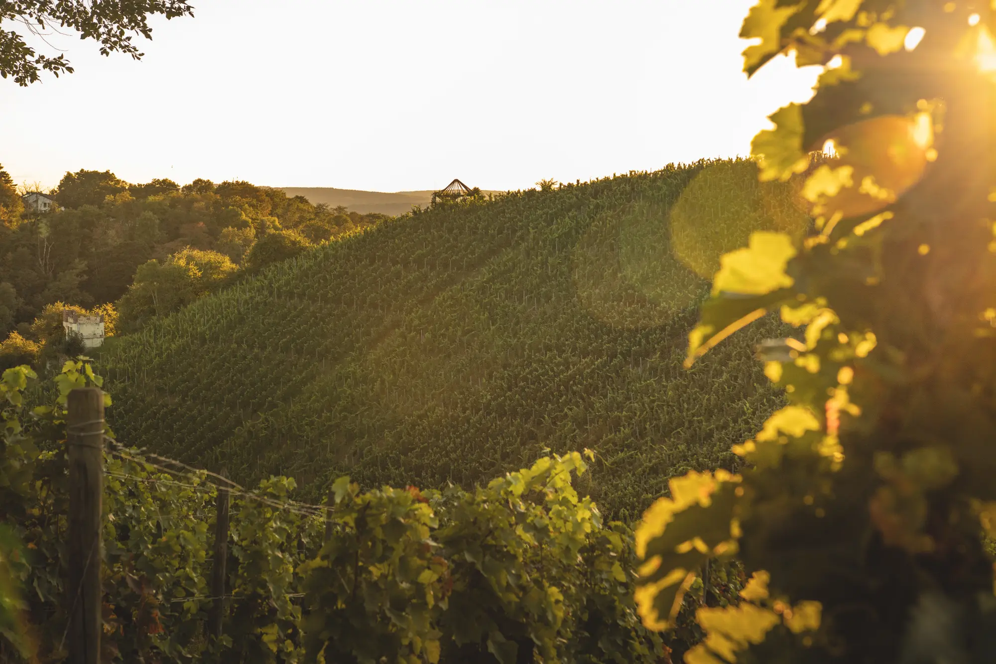 Steile Weinberge in Ehrenbreitstein im Gegenlicht des späten Sonnenlichts.