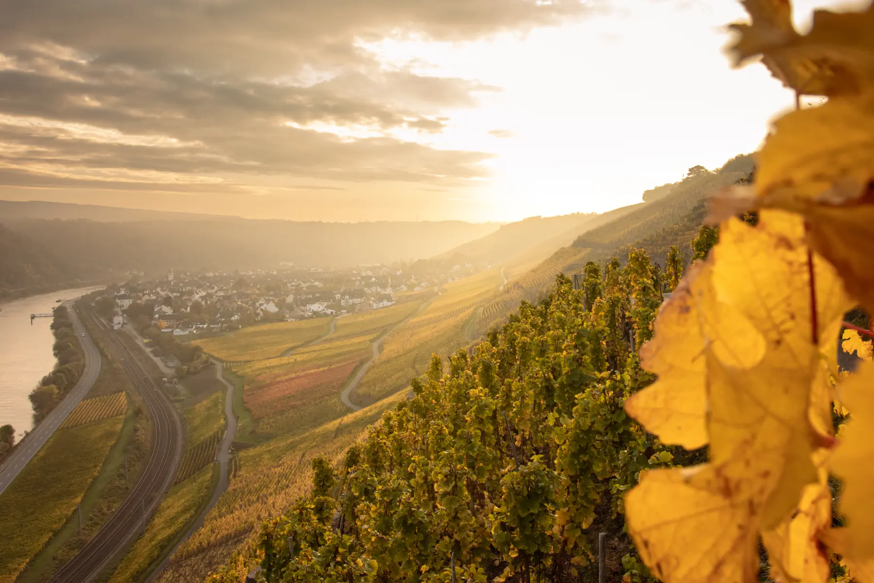 Panorama-Ansicht steiler Weinberge im Herbst an der Mosel bei Winningen, mit dem Fluss und der Ortschaft im Tal unter sanftem Abendlicht.