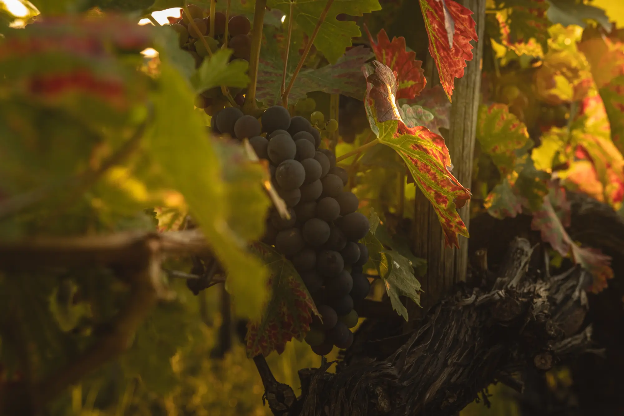 Nahaufnahme eines vollen Bündels dunkler Weintrauben am Weinstock, umgeben von gelben und rötlichen Weinblättern im Spätsommerlicht.