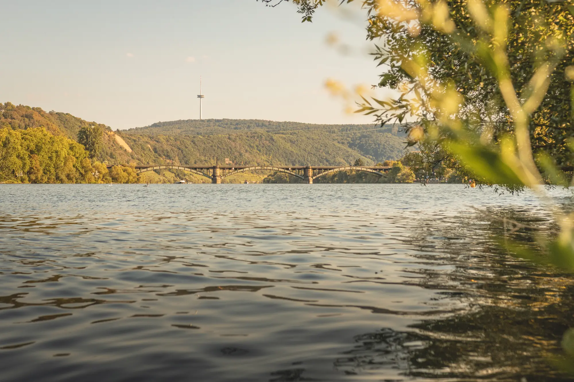 Flusslandschaft der Mosel bei Koblenz in weichem Spätsommerlicht. Im Hintergrund ist die Silhouette der Gülser Eisenbahnbrücke und der Fernsehturm Koblenz zu sehen, eingerahmt von Uferlaub.
